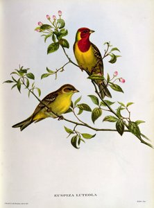 Euspiza Luteola, 19ème siècle