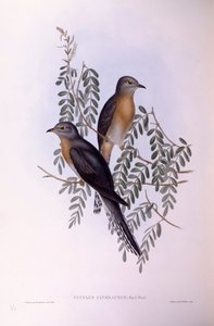 Coucou à éventail (Cacomantis flabelliformis), gravure de John Gould - John Gould