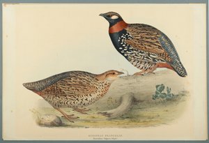 Francolinus Vulgaris (Briss) : Francolin commun - John Gould