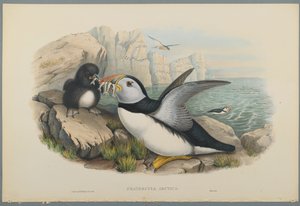 Fratercula Artica : Macareux moine - John Gould