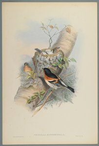 Fringilla Montifringilla - Pinson du Nord - John Gould