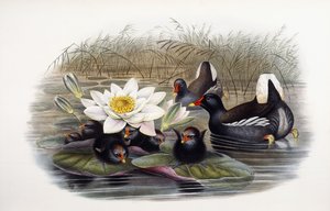 Gallinule poule-d