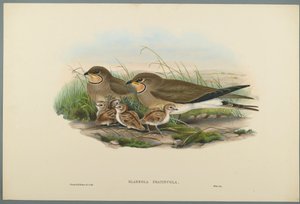 Glareola Pratincola - Glaréole à collier - John Gould