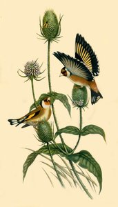 Chardonnerets, 1863, 1942 - John Gould