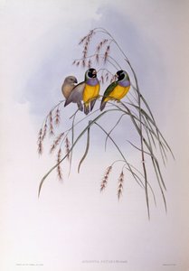 Diamant de Gould (Chloebia ou Erythrura gouldiae), gravure par John Gould - John Gould