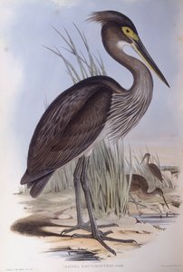 Héron à gros bec (Ardea sumatrana), gravure par John Gould - John Gould