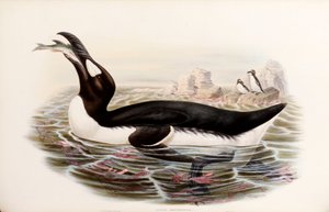 Grand Pingouin, de "Les Oiseaux de Grande-Bretagne", publié à Londres 1862-73 - John Gould
