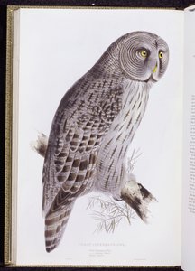 Grand Hibou cendré, de "Les Oiseaux de Grande-Bretagne", publié à Londres, 1862-73 - John Gould