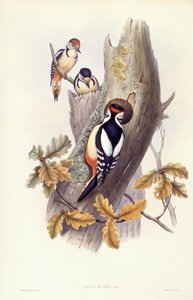Pic épeiche (Dendrocopos major), gravure de John Gould - John Gould