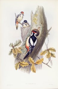 Pic épeiche (Dendrocopos major), gravure par John Gould - John Gould