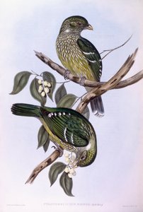 Oiseau-chat vert (Ailuroedus crassirostris), gravure par John Gould - John Gould