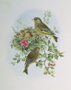 Verdier