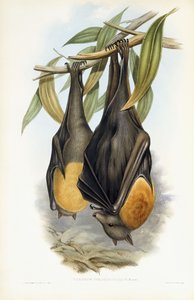 Renard volant à tête grise