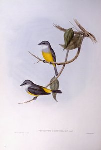 Rouge-gorge à poitrine grise (Eopsaltria griseogularis), gravure par John Gould - John Gould