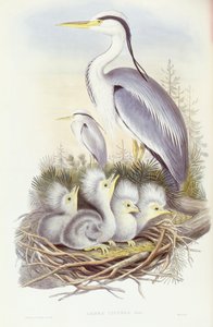 Graveur de John Gould, Héron cendré (Ardea cinerea) - John Gould
