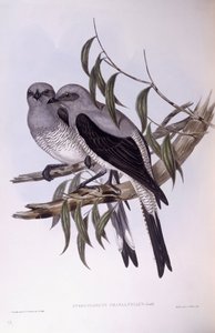Échenilleur terrestre (Coracina maxima), gravure de John Gould