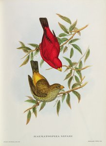 Haematospiza Sipahi, illustration de 