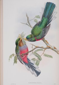 Hapaloderma Narina, planche de Les Oiseaux de Grande-Bretagne de John Gould, publié 1862-73 - John Gould