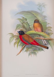 Harpactes Duvauceli, planche de Les Oiseaux de Grande-Bretagne de John Gould, publié 1862-73 - John Gould