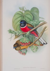 Harpactes Fasciatus, planche de Les Oiseaux de Grande-Bretagne de John Gould, publié 1862-73 - John Gould