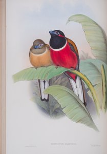 Harpactes Kasumba, planche de Les Oiseaux de Grande-Bretagne de John Gould, publié 1862-73 - John Gould