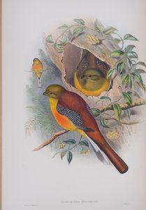 Harpactes Oreskios, planche de Les Oiseaux de Grande-Bretagne de John Gould, publié 1862-73 - John Gould