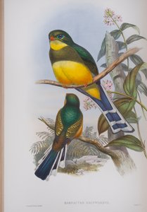 Harpactes Reinwardti, planche de Les Oiseaux de Grande-Bretagne de John Gould, publié 1862-73 - John Gould