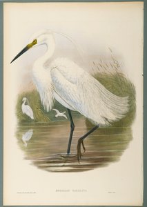 Herodias Garzetta - Aigrette garzette - John Gould