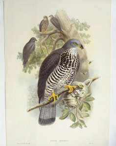 Bondrée apivore (Pernis apivorus), illustration - John Gould