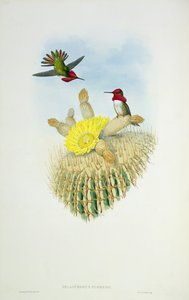 Colibri, gravé par Walter et Cohn - John Gould