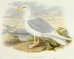 Goéland bourgmestre (Larus glaucoides), gravure par John Gould - John Gould