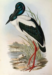 Illustration de "Les Oiseaux d