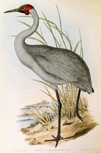 Illustration de "Les Oiseaux d