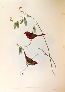 Illustration de "Les Oiseaux d