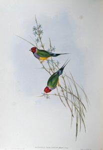 Illustration de "Les Oiseaux d