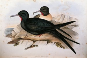 Illustration de "Les Oiseaux d