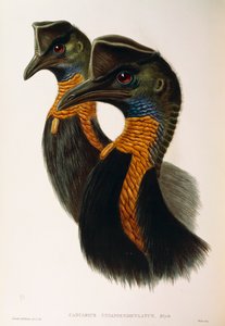 Illustration de "Les Oiseaux d