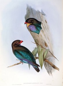 Illustration de "Les Oiseaux d