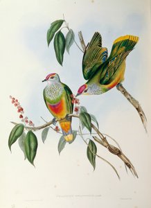 Illustration de "Les Oiseaux d