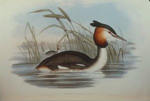 Illustration de "Les Oiseaux d