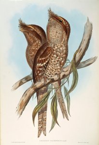 Illustration de "Les Oiseaux d