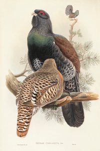 Illustration de "Les Oiseaux de Grande-Bretagne" de John Gould représentant un Grand Tétras (Tetrao urogallus)