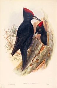 Illustration de "Les Oiseaux de Grande-Bretagne" de John Gould représentant un couple de Pics noirs (Dryocopus martius) - John Gould