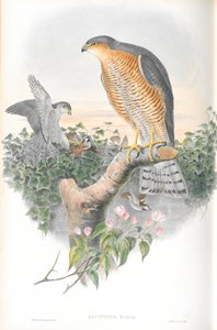 Illustration de l