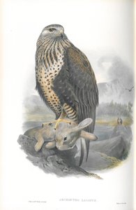 Illustration de la Buse pattue - John Gould