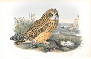 Illustration de Brachyotus Palustris (Hibou des marais) - John Gould