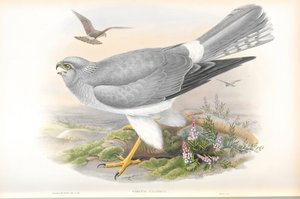 Illustration de Circus Cyaneus (Busard Saint-Martin)