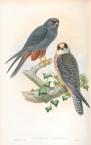 Illustration de Erythropus Vespertinus (Faucon kobez) - John Gould