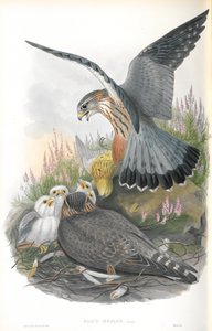 Illustration du Faucon émerillon - John Gould