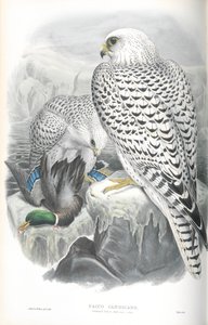 Illustration du Faucon gerfaut du Groenland (race sombre) - John Gould
